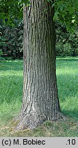 Liquidambar styraciflua (ambrowiec amerykański)