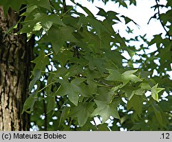 Liquidambar styraciflua (ambrowiec amerykański)