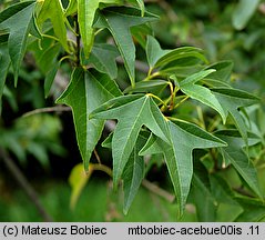 Acer buergerianum (klon trójzębny)