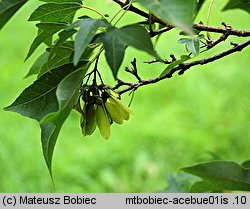 Acer buergerianum (klon trójzębny)