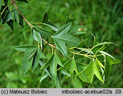 Acer buergerianum (klon trójzębny)