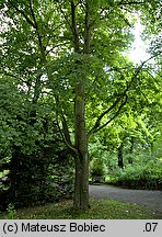 Acer cappadocicum (klon kaukaski)