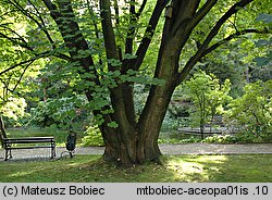 Acer opalus ssp. obtusatum (klon włoski tępolistny)