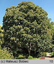 Aesculus ×marylandica (kasztanowiec merylandzki)