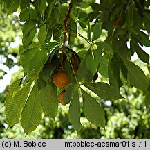 Aesculus ×marylandica (kasztanowiec merylandzki)