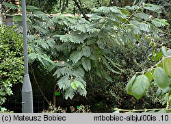 Albizia julibrissin (albicja jedwabista)