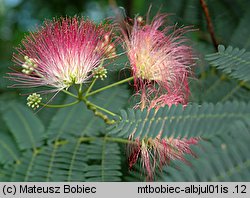 Albizia julibrissin (albicja jedwabista)