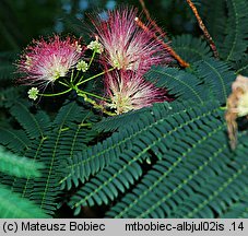 Albizia julibrissin (albicja jedwabista)