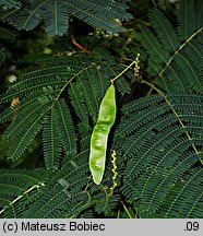 Albizia julibrissin (albicja jedwabista)