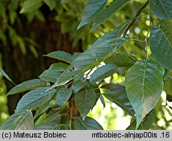 Alnus japonica (olsza japońska)