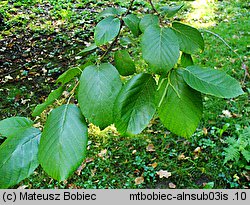 Alnus subcordata (olsza kaukaska)