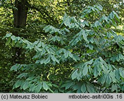 Asimina triloba (urodlin trójłatkowy)