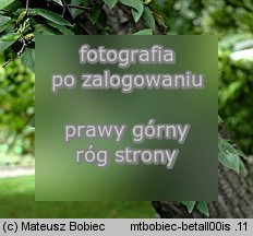 Betula alleghaniensis (brzoza żółta)