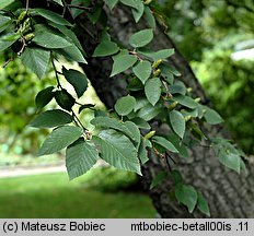 Betula alleghaniensis (brzoza żółta)