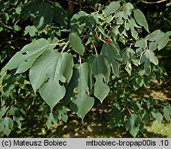 Broussonetia papyrifera (brusonecja chińska)