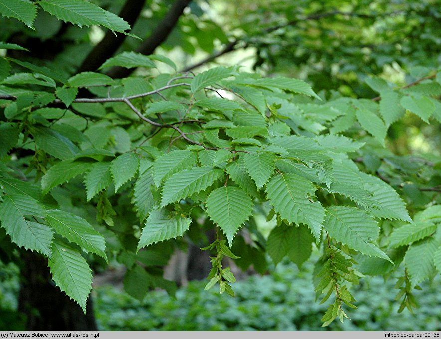 Carpinus caroliniana (grab amerykański)