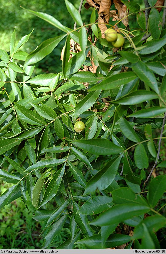 Carya cordiformis (orzesznik gorzki)