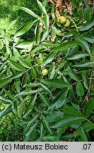 Carya cordiformis (orzesznik gorzki)