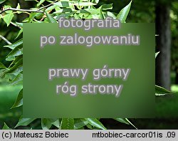Carya cordiformis (orzesznik gorzki)