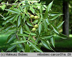 Carya cordiformis (orzesznik gorzki)