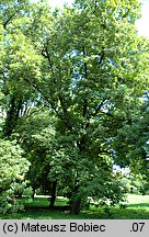 Carya cordiformis (orzesznik gorzki)