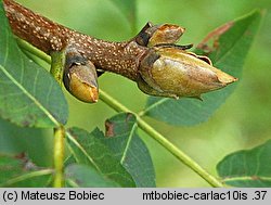 Carya laciniosa (orzesznik siedmiolistkowy)