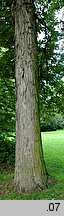 Carya ovata (orzesznik pięciolistkowy)