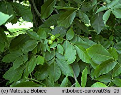 Carya ovata (orzesznik pięciolistkowy)