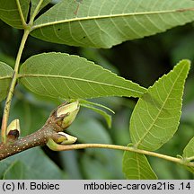 Carya ovata (orzesznik pięciolistkowy)