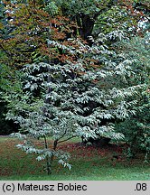 Castanea sativa (kasztan jadalny)