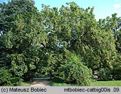 Catalpa bignonioides (surmia bignoniowa)