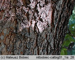 Catalpa bignonioides (surmia bignoniowa)