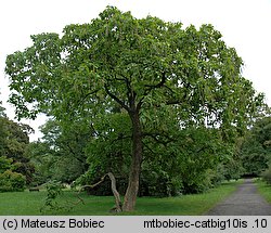 Catalpa bignonioides (surmia bignoniowa)