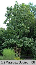 Catalpa ×erubescens (surmia pośrednia)