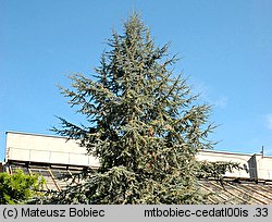 Cedrus atlantica (cedr atlaski)