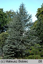 Cedrus atlantica (cedr atlaski)