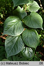 Cercis chinensis (judaszowiec chiński)