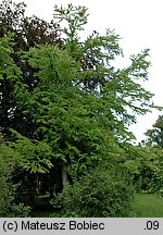 Cercidiphyllum japonicum (grujecznik dalekowschodni)