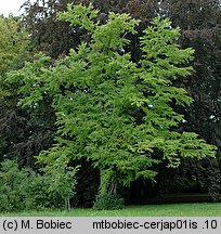 Cercidiphyllum japonicum (grujecznik dalekowschodni)