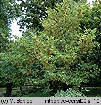 Cercis siliquastrum (judaszowiec południowy)