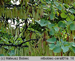 Cercis siliquastrum (judaszowiec południowy)