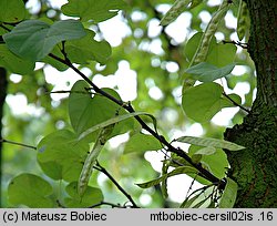 Cercis siliquastrum (judaszowiec południowy)