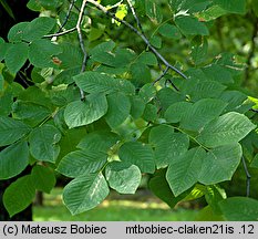Cladrastis kentukea (strączyn żółty)