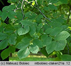 Cladrastis kentukea (strączyn żółty)