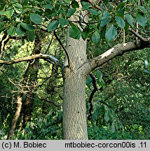 Cornus controversa (dereń pagodowy)