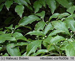 Cornus florida (dereń kwiecisty)