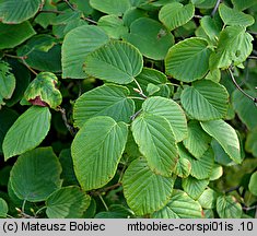 Corylopsis spicata (leszczynowiec kłosowy)