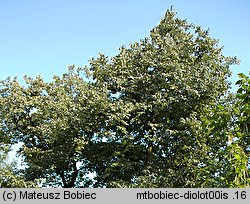 Diospyros lotus (hurma kaukaska)