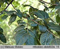 Diospyros lotus (hurma kaukaska)