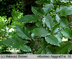 Fagus grandifolia (buk amerykański)